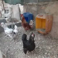 تخم مرغ گلین