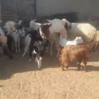 تعدادی کهره ماده پازن|حیوانات مزرعه|جم, |دیوار