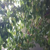 دوتاگل یکی مطبخ ویکی بنجامین هرکدام چهارمیلیون|گل و گیاه طبیعی|میاندوآب, |دیوار