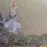 تخم نطفه دار گلین لری اصل|حیوانات مزرعه|رودبنه, |دیوار