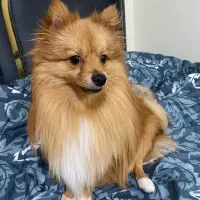 سگ پامرانین|سگ|شاهین‌شهر, خبرنگار|دیوار