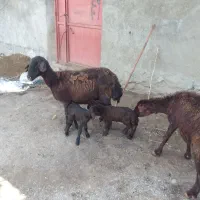 فروش‌گوسفند‌بره‌دار