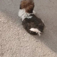 سگ کوچولو بامزه|سگ|ملایر, |دیوار