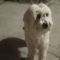 سگ پا کوتاه