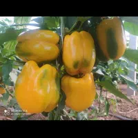 کارشناس گلخانه