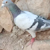 کبوتر|پرنده|آبدانان, |دیوار