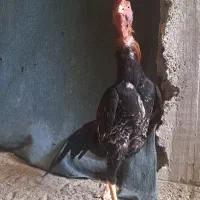 خروس ن س ل دار