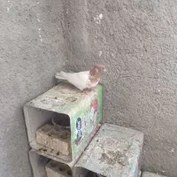 کفتر ماده کله ای|پرنده|دورود, |دیوار