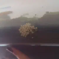 خاویارحلزون