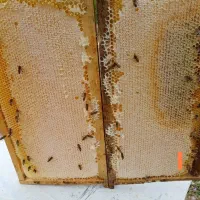 عسل طبیعی کوهستان