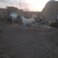 اسب مادیون با کره