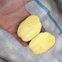 سیب زمینی تازه درجه ۱