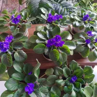 گل بنفشه ی آفریقایی آپارتمانی پرورش خانگی