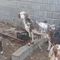 کهره نر و ماده|حیوانات مزرعه|بندرعباس, |دیوار