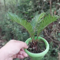 سیکاس|گل و گیاه طبیعی|رشت, حومه رشت|دیوار