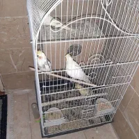عروس هلندی ۴ تاش ۳۵۰۰