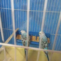 جفت مرغ عشق دورگه انگلیسی