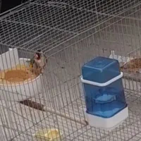 سهره جفتخورقناری وسهره