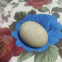 گوهر شب نما