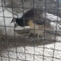 جوجه طاووس ۷ماهه|پرنده|ایرانشهر, |دیوار