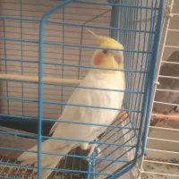 جفت عروس هلندی  معاوضه با قناری