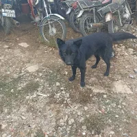 فروش سه عدد سگ نژاد دار