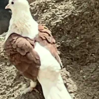 گمشده