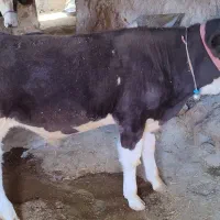 گوساله نر سیمینتال|حیوانات مزرعه|پاپی, |دیوار