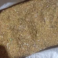 بذر یونجه محلی
