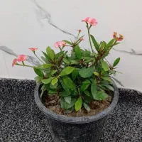 فروش گل|گل و گیاه طبیعی|میناب, |دیوار