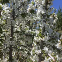 تور مارکده (ماشین شخصی)