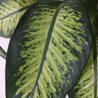 گل دیفن با خیا|گل و گیاه طبیعی|کرمانشاه, |دیوار