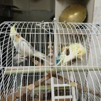 عروس هلندی