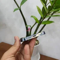 iPhone 13pro|موبایل|پرند, فاز ۶|دیوار