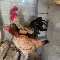 خروس و مرغ لاری
