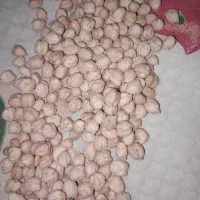 نخود درجه یک