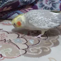 عروس هلندی ماده مرواریدی|پرنده|رشت, پیرسرا|دیوار