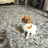 گمشده|حیوانات|بندرعباس, |دیوار