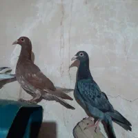 کبوتر هفرنگ|پرنده|بشاریات, |دیوار