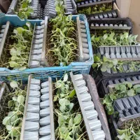 انواع نشاء گلخانه ای و فضای باز|خدمات باغبانی و درختکاری|زاهدان, |دیوار
