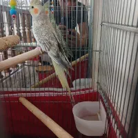 عروس هلندی ماده سالم
