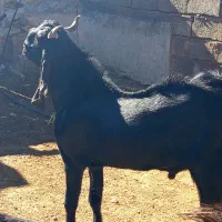 فروش دوبر  عالی