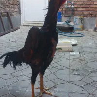 خروس ۷ماهه اوشامو وارداتی