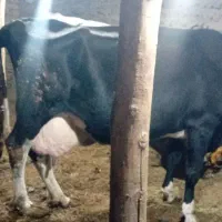 گاو پر شیر پارسال دوقلو زاییده بود‌وامسال تک‌قلو