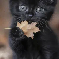 بچه گربه مشکی