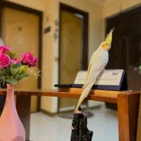 عروس هلندی سخنگو نر