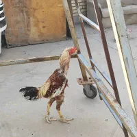 مرغ و خروس لاری 5دانگ