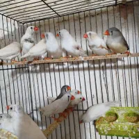 فنج مولدوقناری