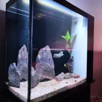 ۲ عدد آکواریوم ریملس بکسامپ و ۲ عدد چانا هایفمن|ماهی|تهران, آسمان|دیوار