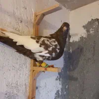 کبوتر رنگی قلدور|پرنده|مشهد, شهید قربانی|دیوار